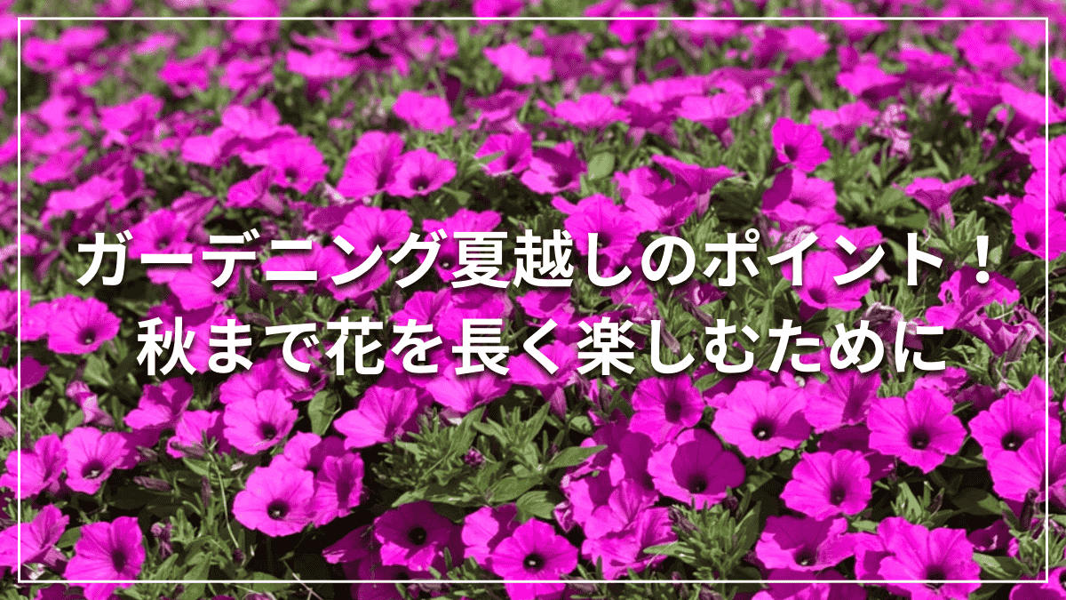 夏越しのポイント！秋まで花を長く楽しむために