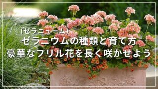 ゼラニウム(ゼラニューム)の種類と育て方 豪華なフリル花を長く咲かせよう