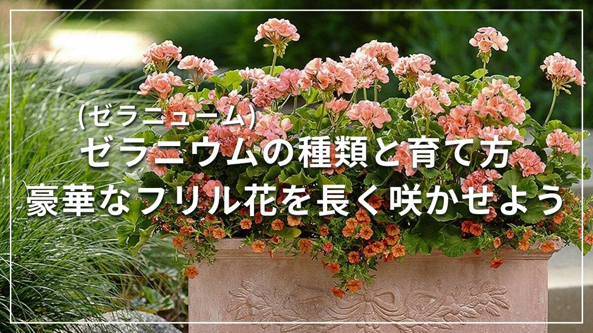 ゼラニウム(ゼラニューム)の種類と育て方 豪華なフリル花を長く咲かせよう | PROVEN WINNERS (PW)【植物の国際ブランド】  花苗｜シュラブ(低木)｜ペレニアル（宿根草・多年草）｜多肉植物