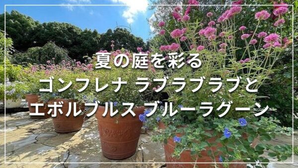 夏の庭を彩るゴンフレナ ラブラブラブとエボルブルス ブルーラグーン