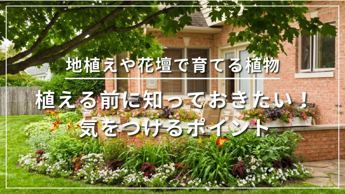 ガーデニングで地植えにする時に気をつけたいこと