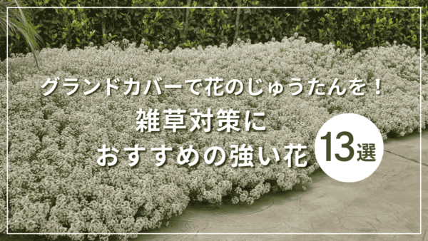 グランドカバーで花のじゅうたんを！雑草対策におすすめの強い花13選