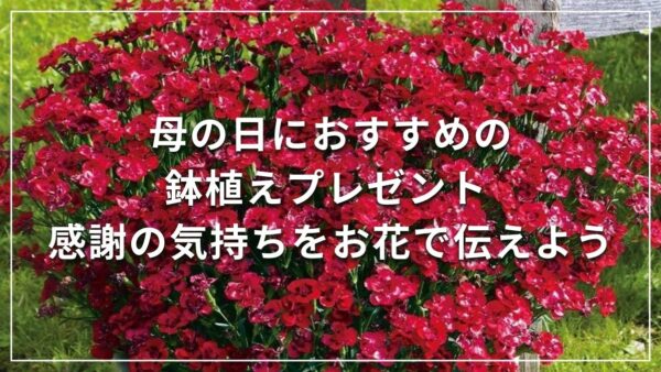 母の日におすすめの鉢植えプレゼント 感謝の気持ちをお花で伝えよう