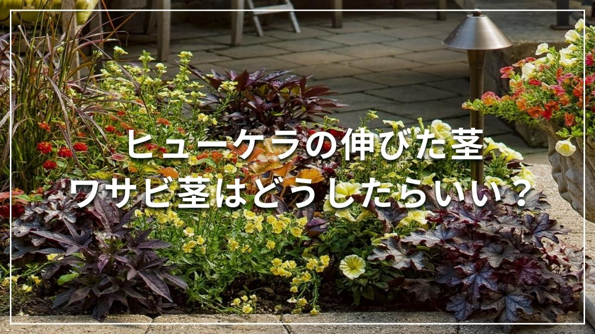 ヒューケラドルチェ ワサビ茎が伸びた時の対処法