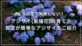 もう剪定で失敗しない！アジサイ(紫陽花)の育て方 剪定が簡単なアジサイをご紹介