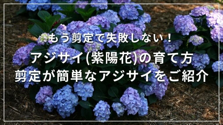 アジサイの育て方紫陽花の育て方
