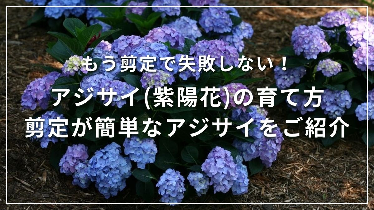 アジサイの育て方紫陽花の育て方