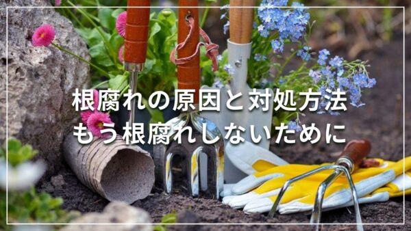 根腐れの原因と対処方法 もう根腐れしないために