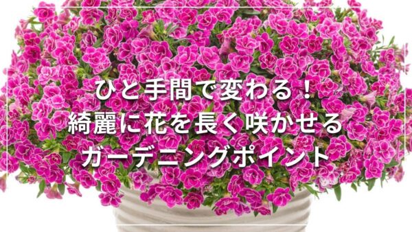 ひと手間で変わる！綺麗に花を長く咲かせるガーデニングポイント