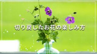 切り戻したお花の楽しみ方