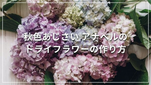 秋色あじさい アナベルのドライフラワーの作り方