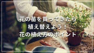 花の苗を買ってきたら植え替えよう！花の植え方のポイント