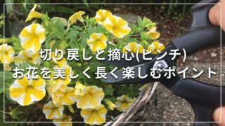 切り戻しと摘心(ピンチ) お花を美しく長く楽しむポイント