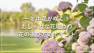 剪定が簡単！？アナベルの剪定方法 と 知ってほしい！地植え鉢植え別の育て方