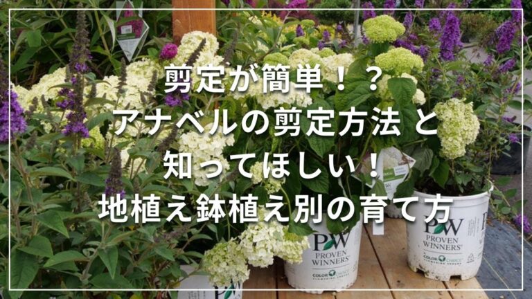 アナベルの剪定と育て方
