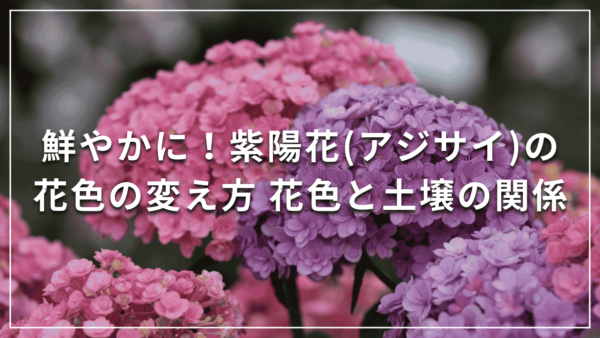 鮮やかに！紫陽花(アジサイ)の花色の変え方 花色と土壌の関係