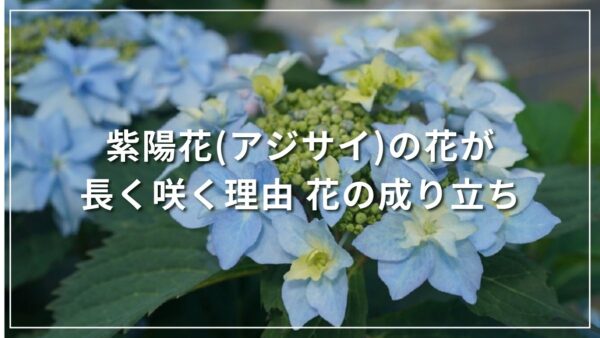 紫陽花(アジサイ)の花が長く咲く理由 花の成り立ち