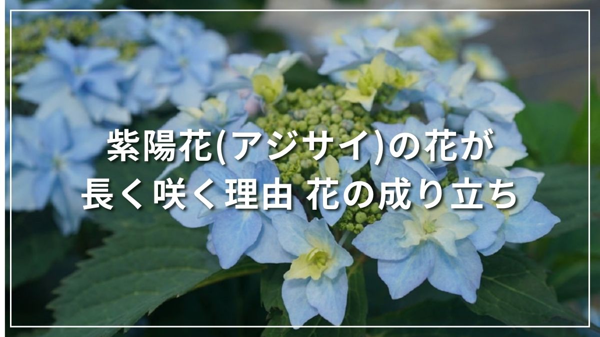 ガク咲きアジサイの花の成り立ち