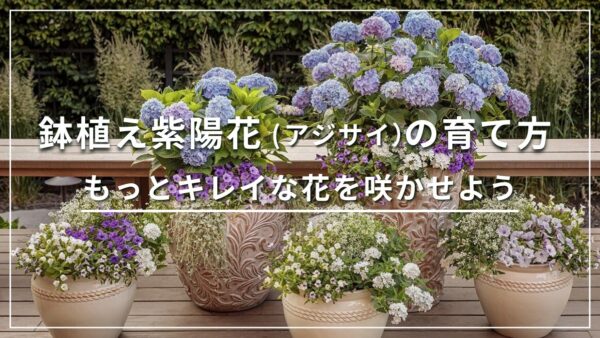 鉢植え紫陽花(アジサイ)の育て方 もっとキレイな花を咲かせよう