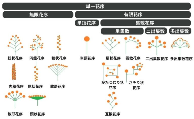 花序(かじょ)とは 枝につく花のつき方です | PROVEN WINNERS (PW)【植物の国際ブランド】