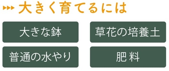 マンガベを大きく育てるには