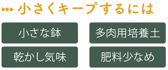 マンガベを小さく育てるには