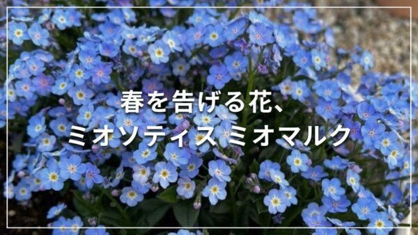 春を告げる花、ミオソティス ミオマルク