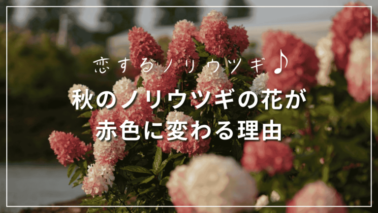 ノリウツギの花色が変わる理由
