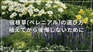 宿根草(ペレニアル)の選び方 植えてから後悔しないために