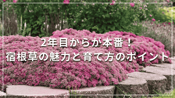 2年目からが本番！宿根草の魅力と育て方のポイント