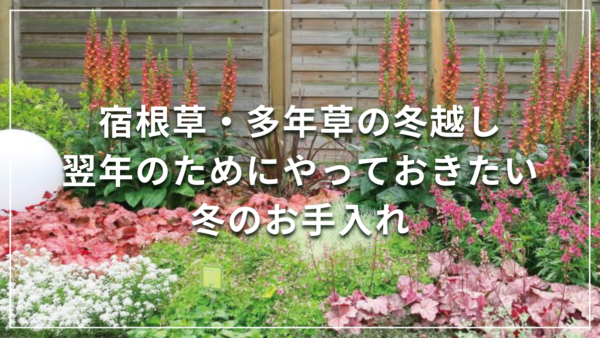 宿根草・多年草の冬越し 翌年のためにやっておきたい冬のお手入れ