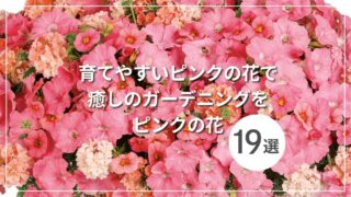 ピンクの花19選！育てやすいピンクの花で癒しのガーデニングを