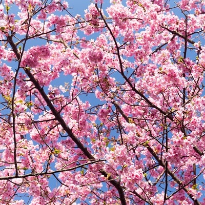 ピンクの花桜サクラ