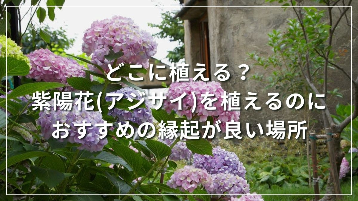 紫陽花アジサイを植えるのに縁起がいい場所