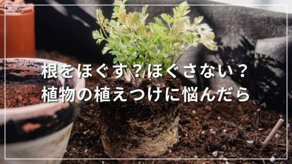 根をほぐす？ほぐさない？ 植物の植えつけに悩んだら