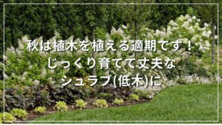 秋は植木を植える適期です！じっくり育てて丈夫なシュラブ(低木)に