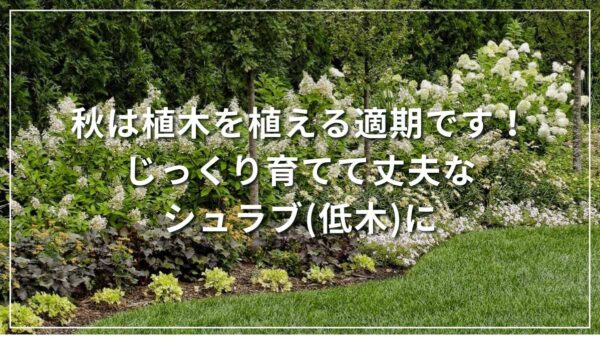 秋は植木を植える適期です！じっくり育てて丈夫なシュラブ(低木)に