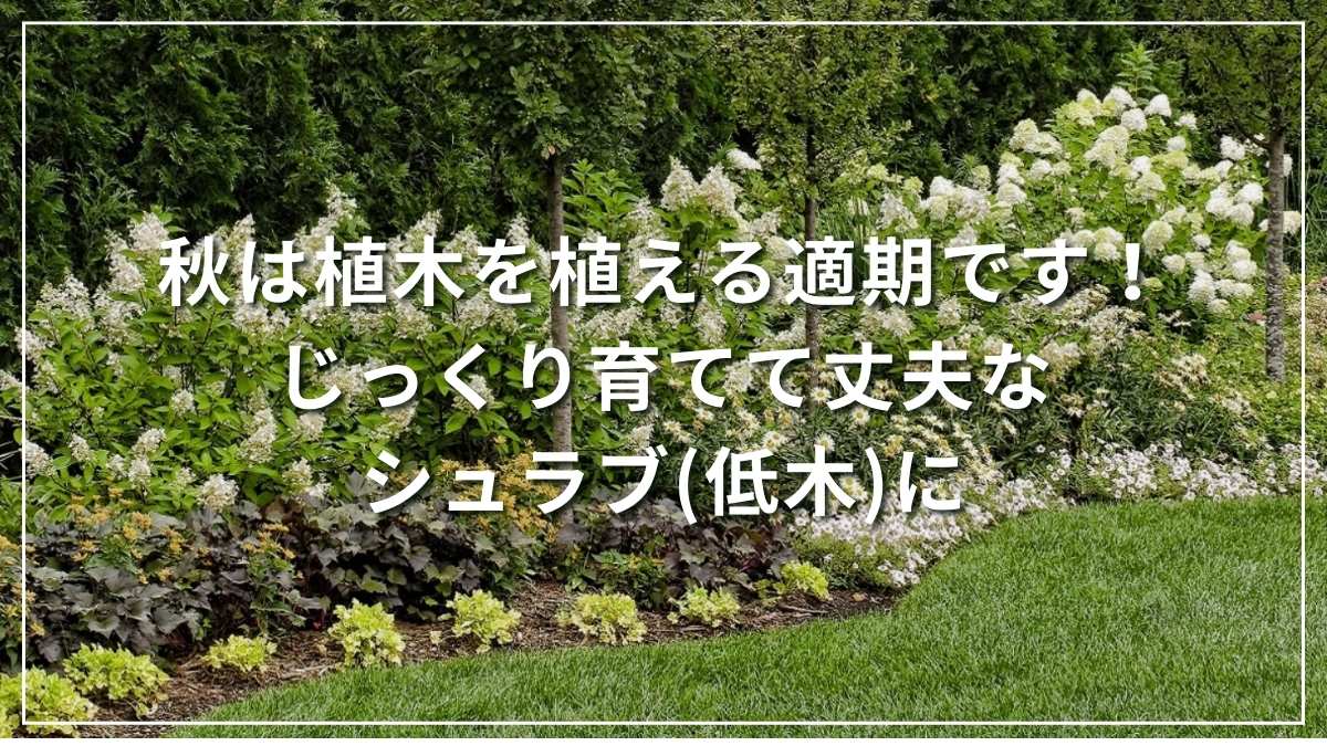 秋はシュラブ(低木)を植える適期です