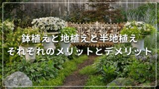 鉢植えと地植えと半地植えそれぞれのメリットとデメリット