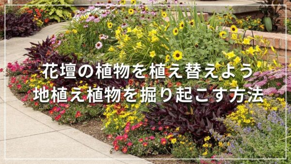 花壇の植物を植え替えよう【地植え植物を掘り起こす方法】