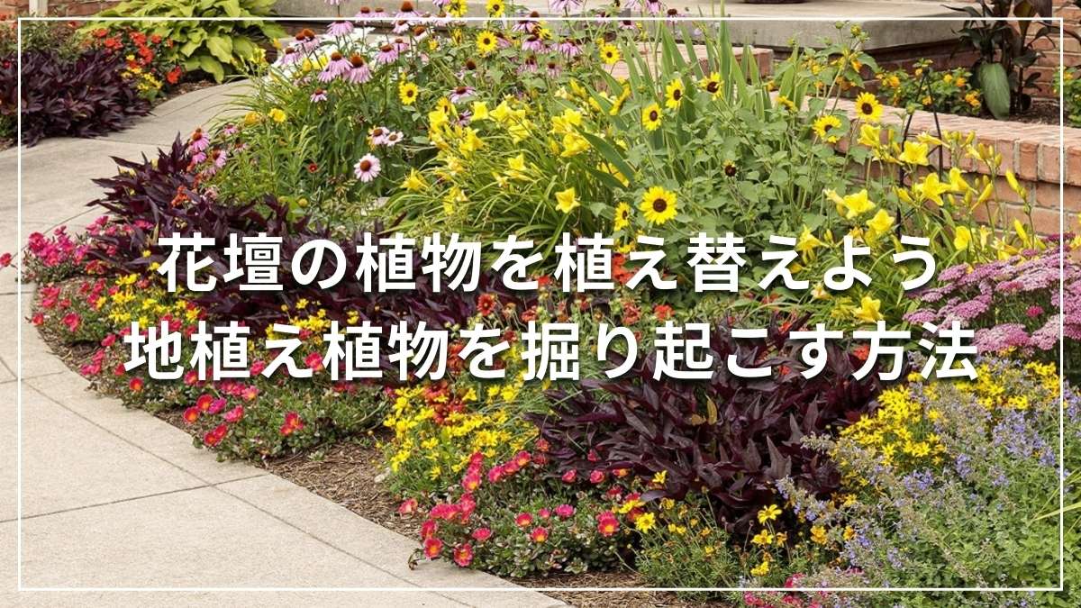 地植えの植物の鉢上げ方法