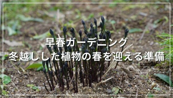 早春ガーデニング 冬越しした植物の春を迎える準備