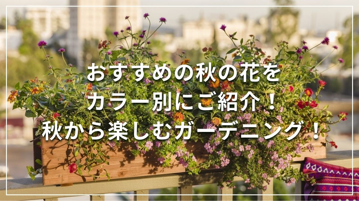 秋の花 秋からのガーデニング