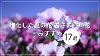 進化した夏の花 暑さに強い花 おすすめ17選！