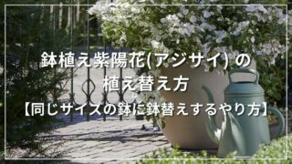 鉢植え紫陽花(アジサイ) の植え替え方【同じサイズの鉢に鉢替えするやり方】