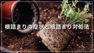 根詰まりの症状と根詰まり対処法