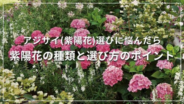 アジサイ(紫陽花)選びに悩んだら 紫陽花の種類と選び方のポイント