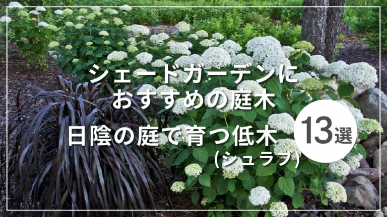 シェードガーデンにおすすめの庭木