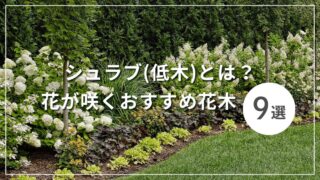 シュラブ(低木)とは？ 花が咲くおすすめ花木9選