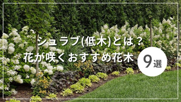 シュラブ(低木)とは？ 花が咲くおすすめ花木9選